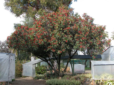 Chinese photinia